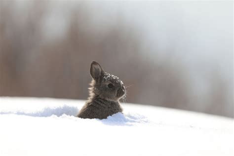 13 Animals In Alaska We See Every Winter! (Photos, Hotspots And Tips ...