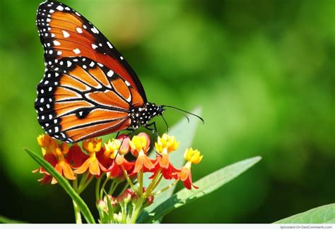 Butterfly Pictures, Images, Graphics - Page 16