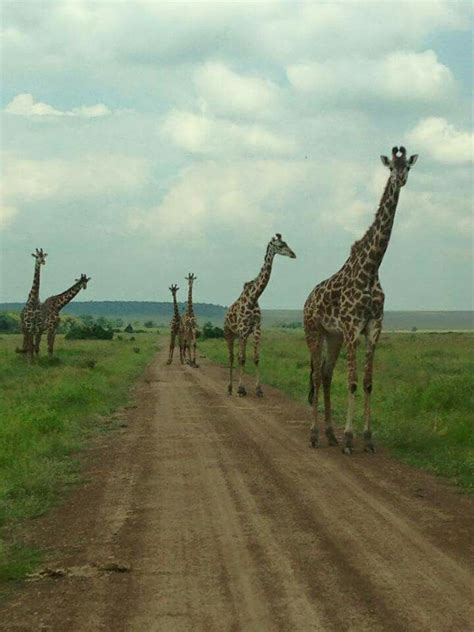 Giraffe Jam - cousin Jodie ran into this in Africa | Giraffe, Animals, Africa