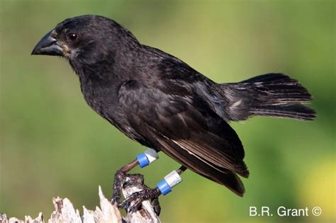 Galapagos finches caught in act of becoming new species - BBC News