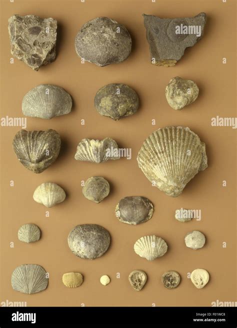 Brachiopod shell hi-res stock photography and images - Alamy