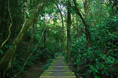 Tropical Rainforest: Xishuangbanna Tropical Rainforest Nature Reserve