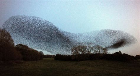 Acrobatic Display of Starling Murmuration | Amusing Planet