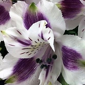 Purple and White Alstroemeria - Florabundance Wholesale Flowers