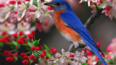 🔥 [80+] Free Winter Birds Desktop Wallpapers | WallpaperSafari