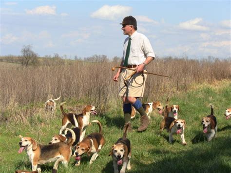 Beagle Hunt Training - Owners Tips And Useful Advices