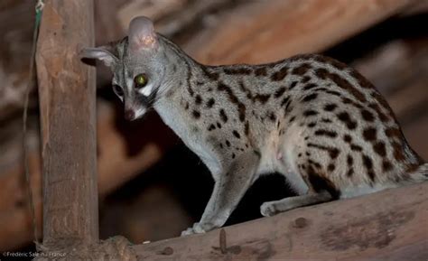 Common Genet | The Animal Facts | Appearance, Diet, Habitat, Behavior