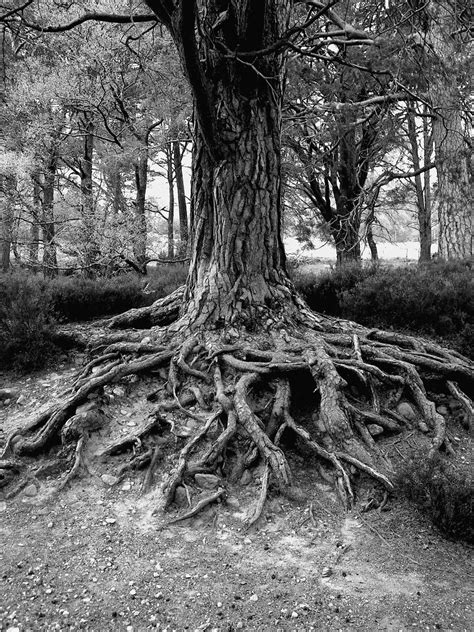 Tree Roots | Tree Roots, Glenmore Forest, Cairngorms | Sarah Peters ...