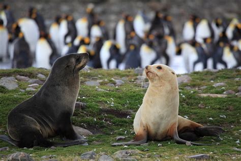 Antarctic Fur Seals, including a leucistic one | The blond f… | Flickr