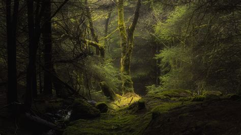 nature, dark, forest, moss, deep forest, trees | 3840x2160 Wallpaper - wallhaven.cc
