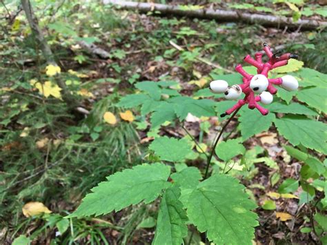 A poisonous beauty (baneberry) at Moxie Falls : r/Maine