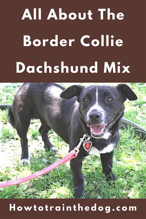 All About The Border Collie Dachshund Mix (With Pictures) in 2021 ...