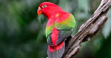 Chattering Lory Health, Care, Personality and Behavior - PetGuide | PetGuide