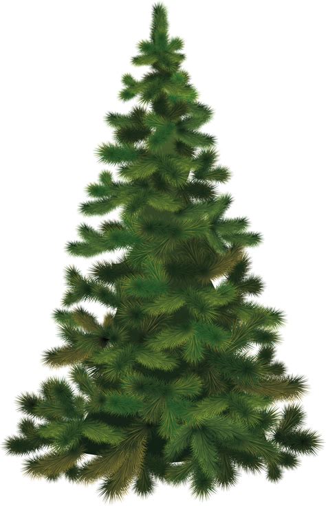 Christmas Tree Fir PNG Image - PurePNG | Free transparent CC0 PNG Image Library