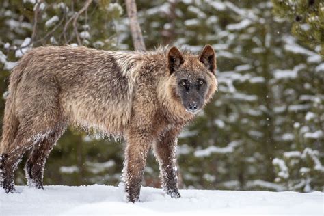 How Reintroducing Wolves Changed Yellowstone National Park - Geography ...