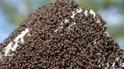 Ant Colonies Earn Their 'Superorganism' Reputation | Mental Floss