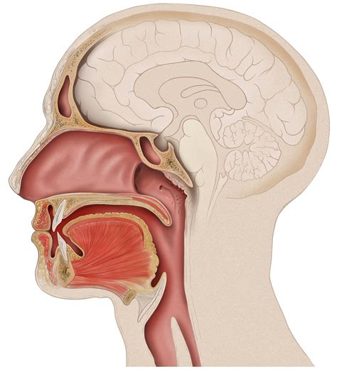 File:Head lateral mouth anatomy.jpg - Wikimedia Commons