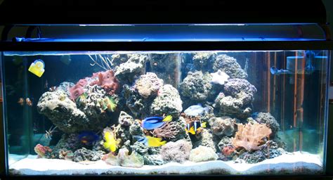 Saltwater Fish Tank Setup Near Me at Lloyd Perkins blog