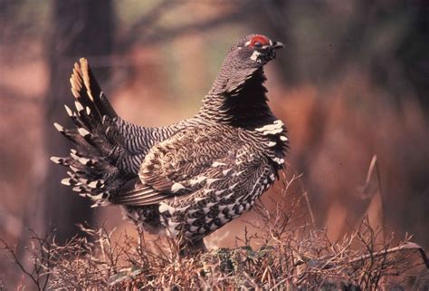 Free picture: male, spruce, grouse, bird, falcipennis canadensis ...