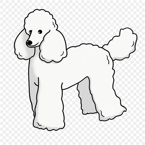 Long Curly Hair Clipart Hd PNG, White Curly Long Faced Poodle Clipart, Poodle Clipart, White ...