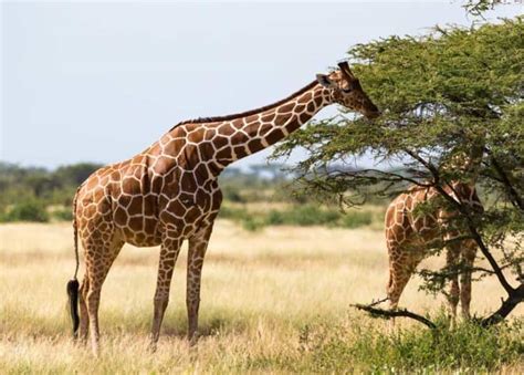 What do Giraffes Eat? (Diet, Favorite Foods, Volume) | Storyteller Travel