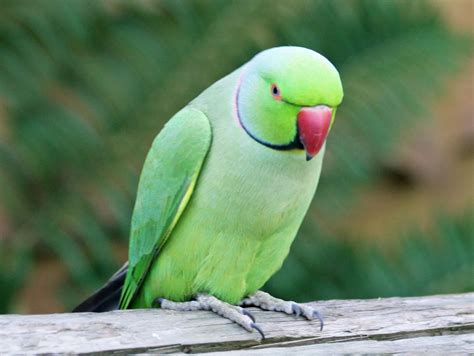 Ringneck Parakeet Facts, Pet Care, Temperament, Diet, Pictures ...