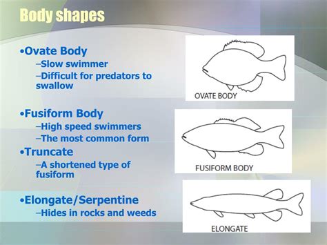 PPT - External Anatomy of Fish PowerPoint Presentation, free download ...