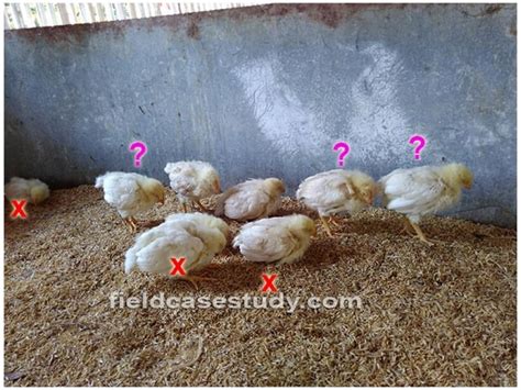 Gumboro diseases, infectious bursal disease symptoms in chickens