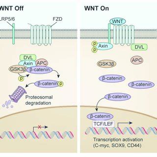 | Potential benefits of inhibiting WNT signaling. (A) WNT inhibition ...