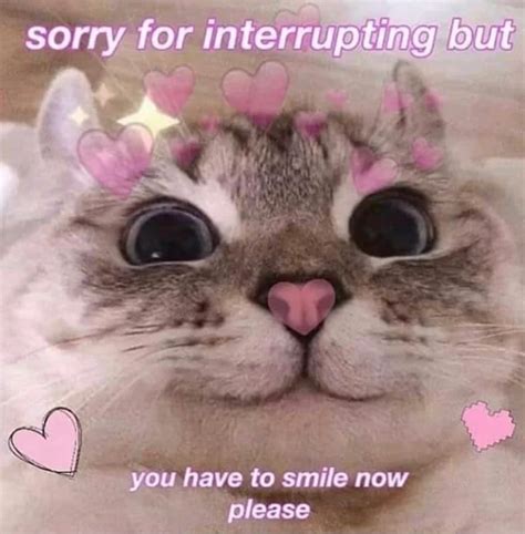 happy kitty | /r/wholesomememes | Wholesome Memes | Cat memes, Cute love memes, Cute cat memes