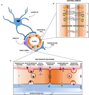 Frontiers | Pathophysiology of Blood–Brain Barrier Permeability Throughout the Different Stages ...