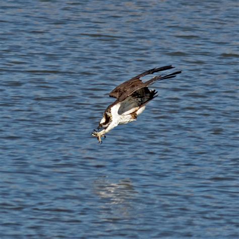 Diving Osprey | BirdForum