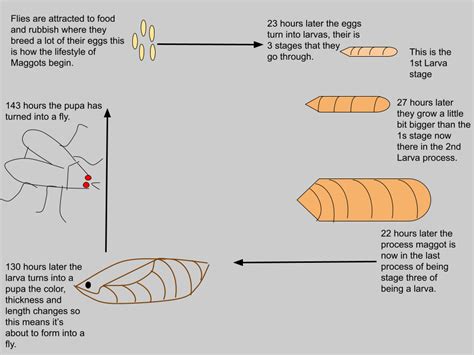 Lupe T @ Saint Patrick's School: A Maggots Life Cycle