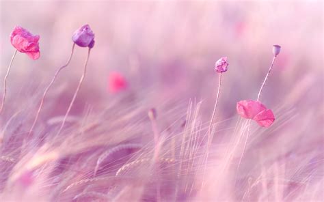 Pink And Purple Flower Backgrounds - WallpaperSafari