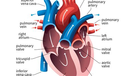 How Many Chambers Does A Fish Heart Have - slidesharetrick