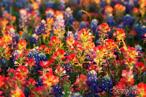 Wildflower Detail – Ennis Texas Bluebonnets Photography – TravLin Photography