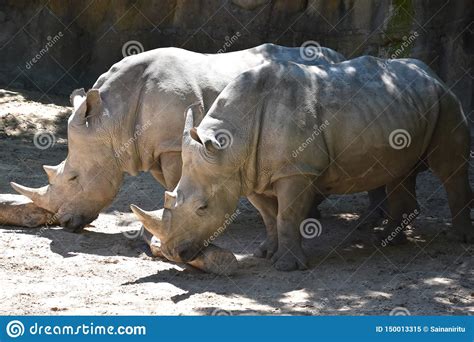 Rhinoceros stock image. Image of dangerous, herbivore - 150013315