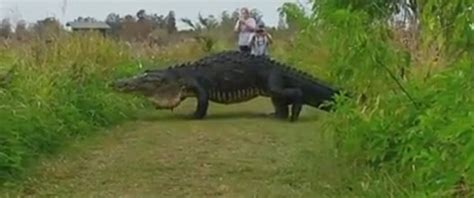 Video Captures Massive Alligator at Nature Preserve in Central Florida - ABC News