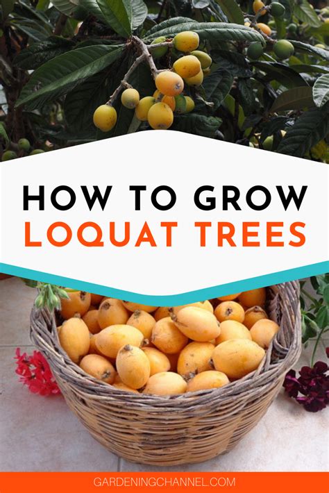 How to Grow Loquat Trees - Gardening Channel | Loquat tree, Fruit ...