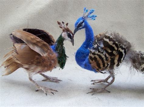 Peacock Chicks