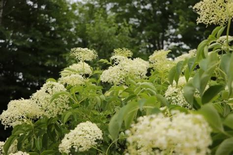 Elderflower Benefits - It's My Sustainable Life