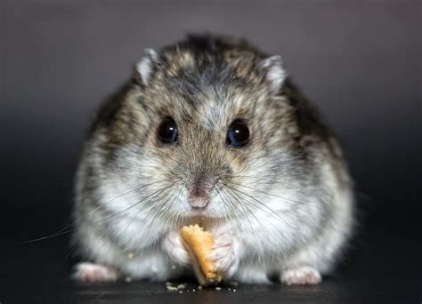 Hamster Names +350 BEST & CUTE Names Ideas - PetShoper