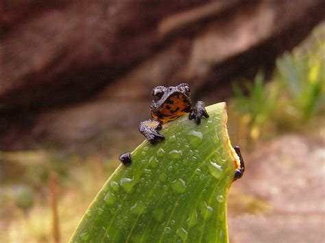 Oreophrynella quelchii one of the best known endemic animals of Mount ...