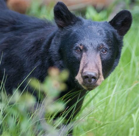 Wildlife Wonders: Exploring the Diverse Animals of Minnesota - Life In ...