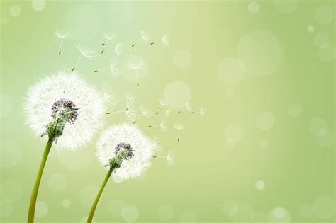 🔥 [40+] Blowing Dandelion Wallpapers | WallpaperSafari