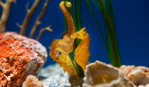 How to Care for a Seahorse