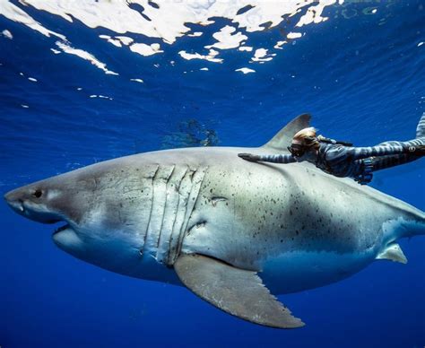 El tiburón blanco más grande del mundo, Deep Blue - lomásdelomás