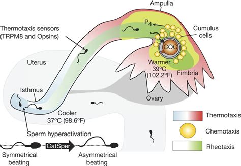 Oviduct: roles in fertilization and early embryo development in: Journal of Endocrinology Volume ...