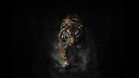 Tiger Desktop Wallpapers - Top Free Tiger Desktop Backgrounds - WallpaperAccess