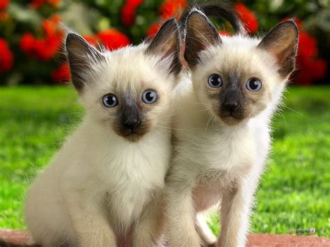 Siamese kittens photo and wallpaper. Beautiful Siamese kittens pictures